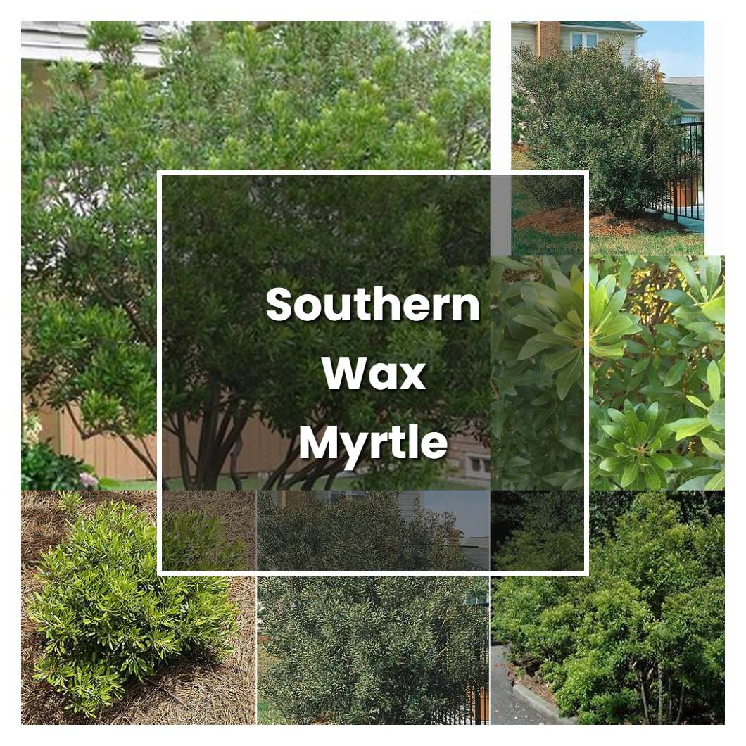 How to Grow Southern Wax Myrtle - Plant Care & Tips