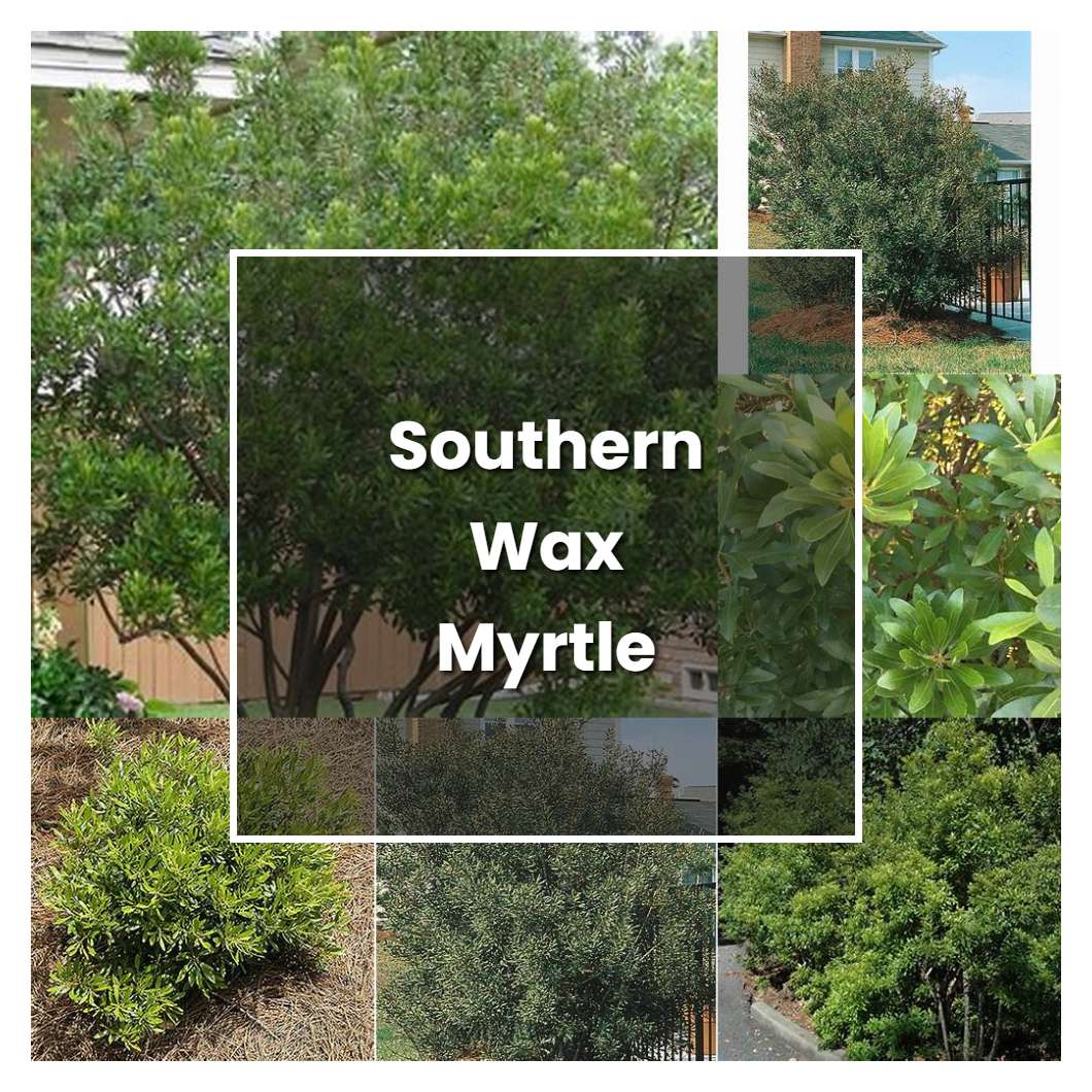 How To Grow Southern Wax Myrtle Plant Care Tips NorwichGardener how-to-grow-southern-wax-myrtle-plant-care-tips-norwichgardener