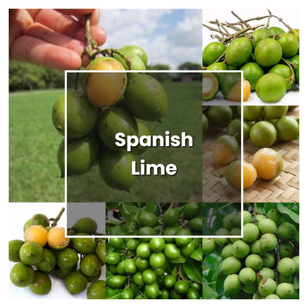 How to Grow Spanish Lime - Plant Care & Tips