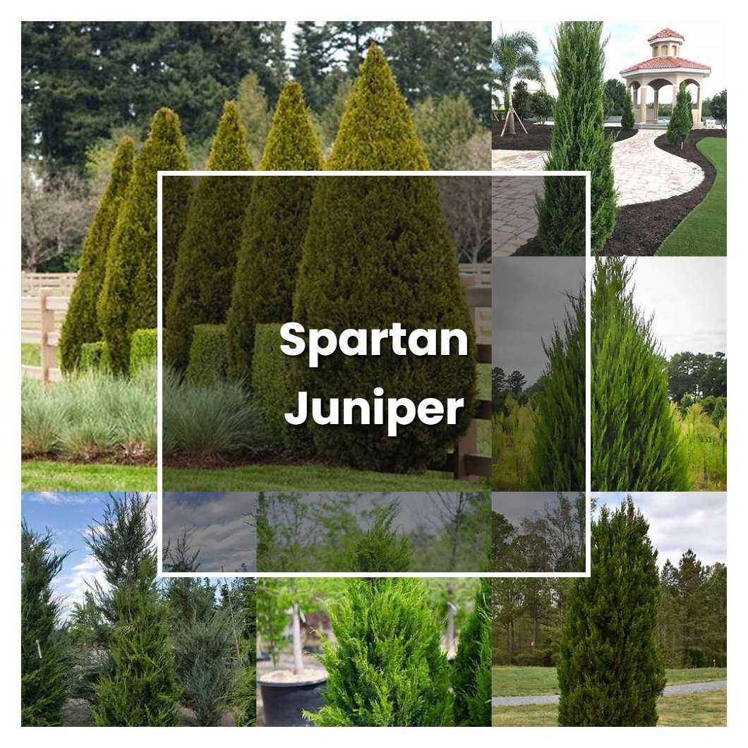 How to Grow Spartan Juniper - Plant Care & Tips