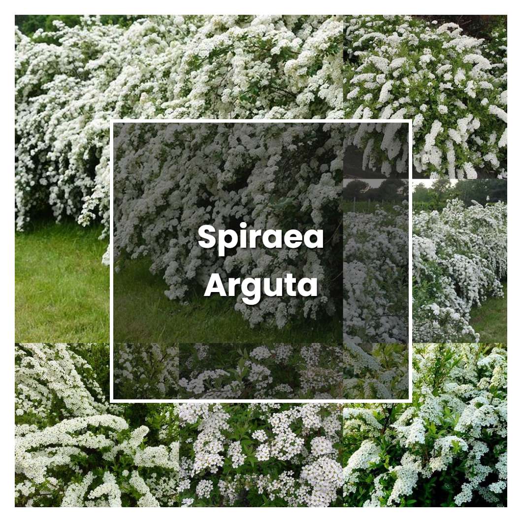 How to Grow Spiraea Arguta - Plant Care & Tips