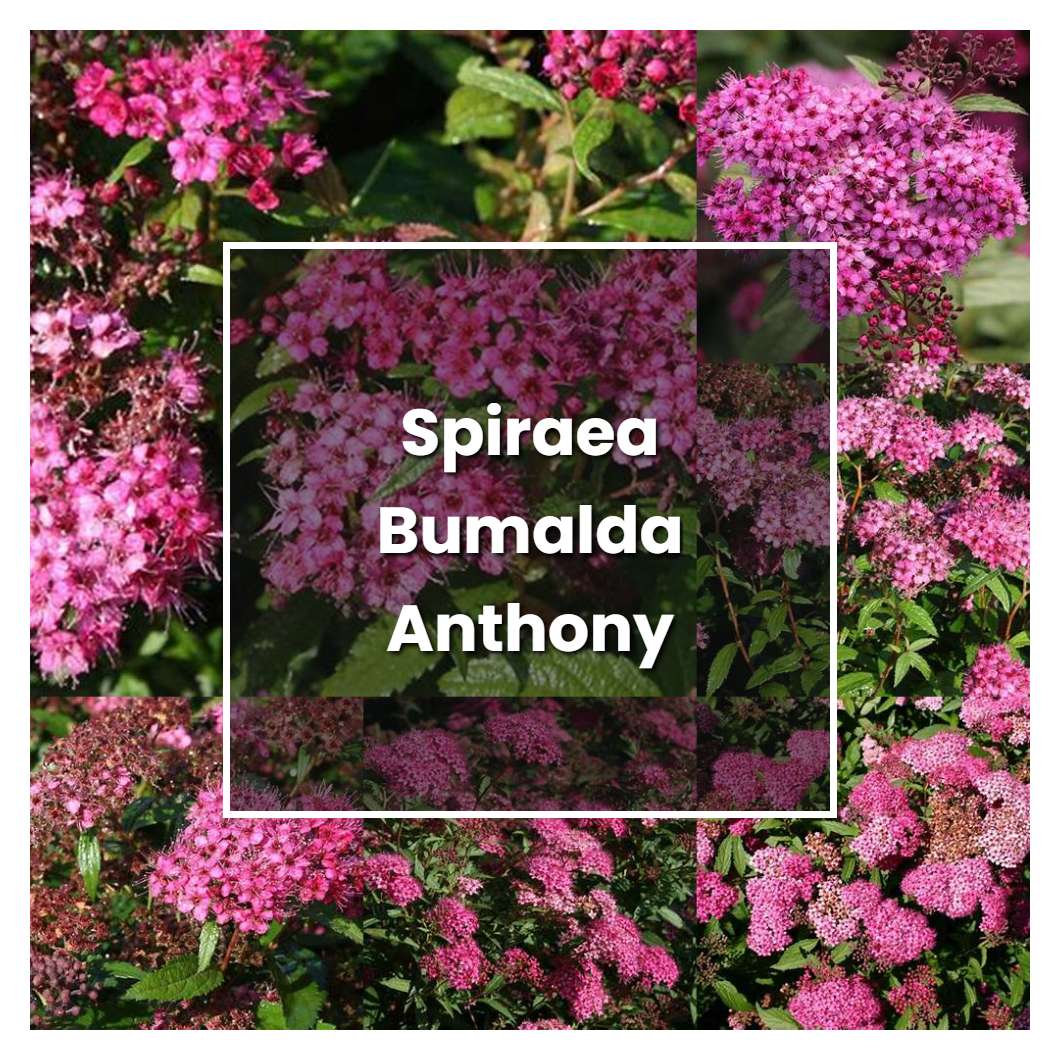 How to Grow Spiraea Bumalda Anthony Waterer - Plant Care & Tips