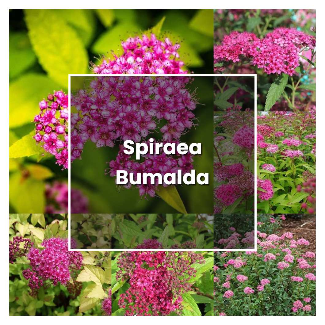 How to Grow Spiraea Bumalda - Plant Care & Tips