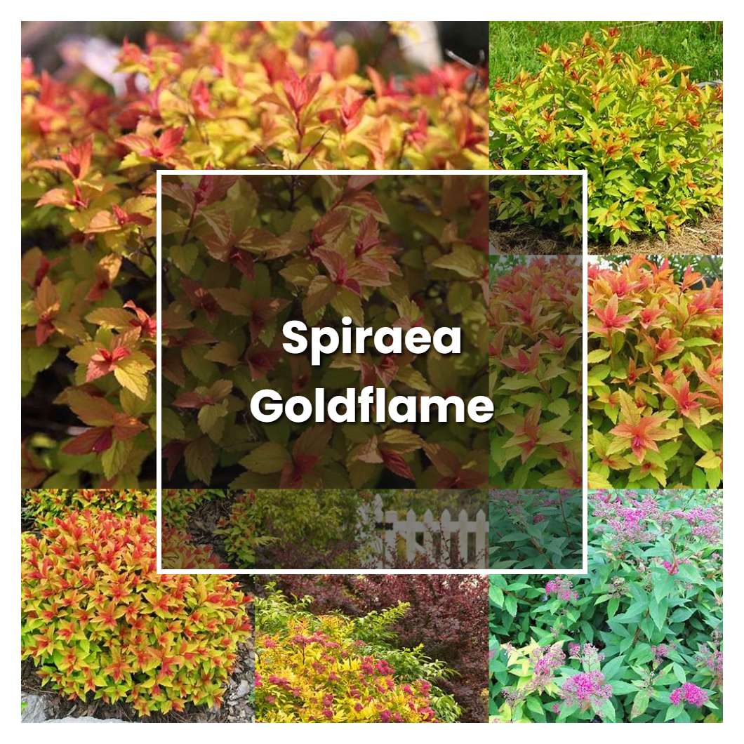 How to Grow Spiraea Goldflame - Plant Care & Tips