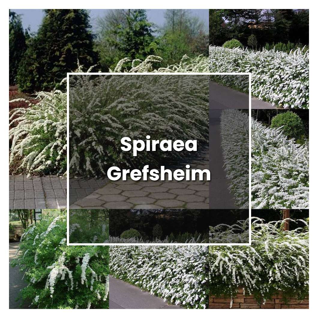 How to Grow Spiraea Grefsheim - Plant Care & Tips
