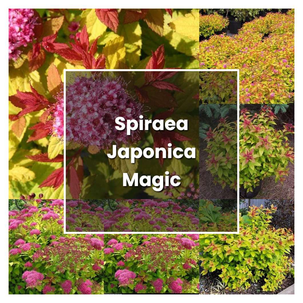 How to Grow Spiraea Japonica Magic Carpet - Plant Care & Tips