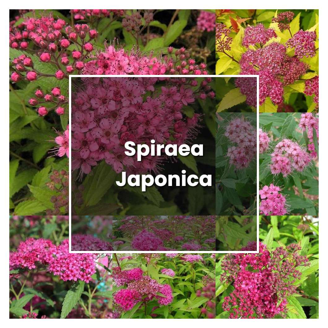 How to Grow Spiraea Japonica - Plant Care & Tips
