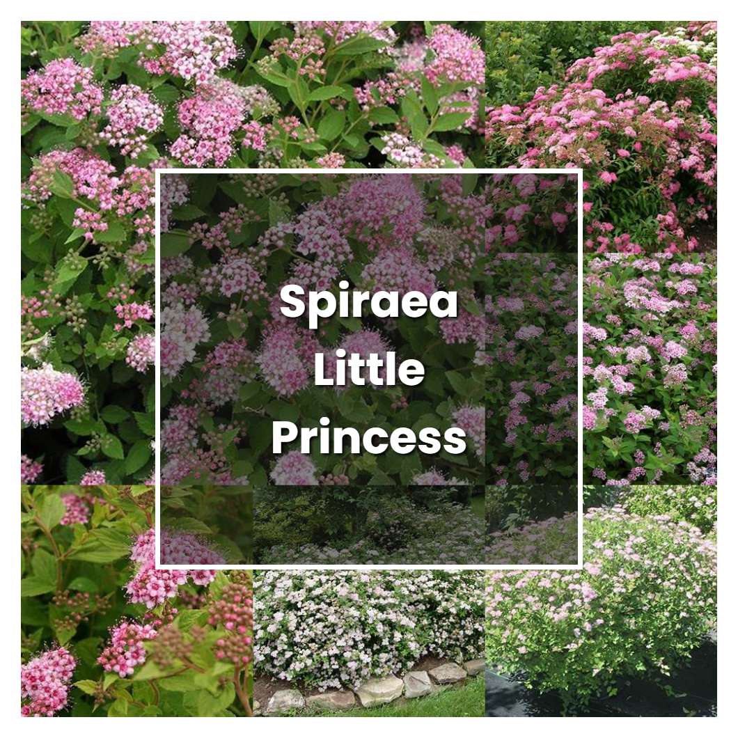 How to Grow Spiraea Little Princess - Plant Care & Tips