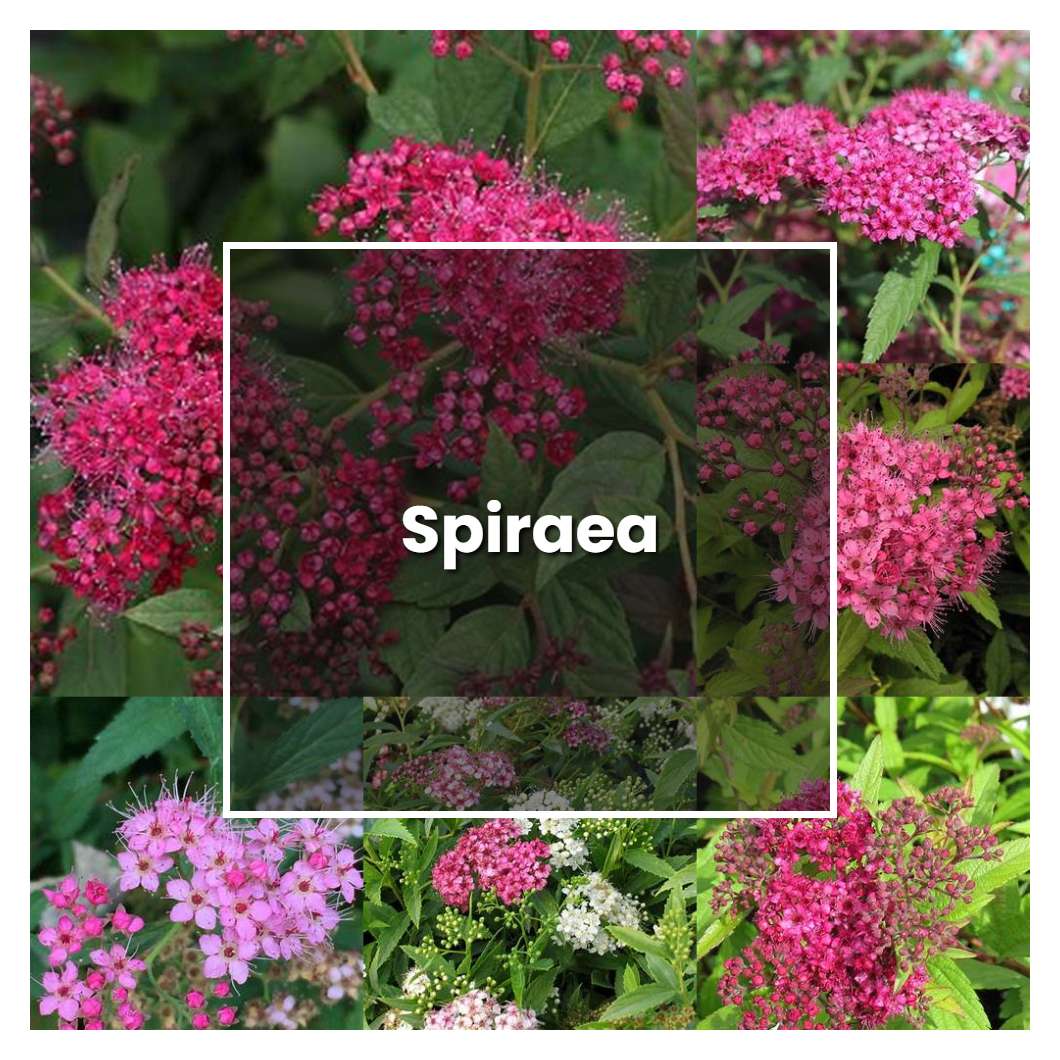 How to Grow Spiraea - Plant Care & Tips