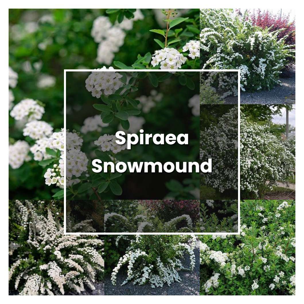 How to Grow Spiraea Snowmound - Plant Care & Tips
