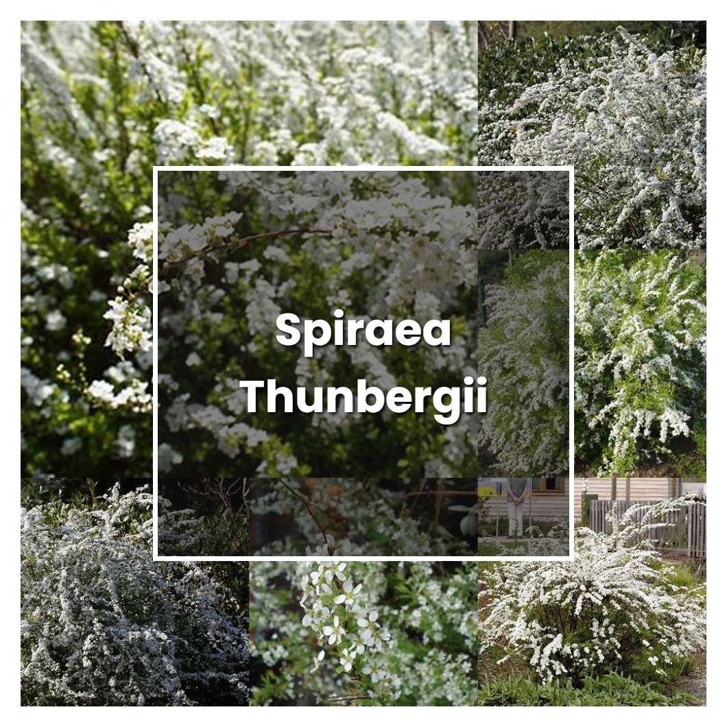 How to Grow Spiraea Thunbergii - Plant Care & Tips