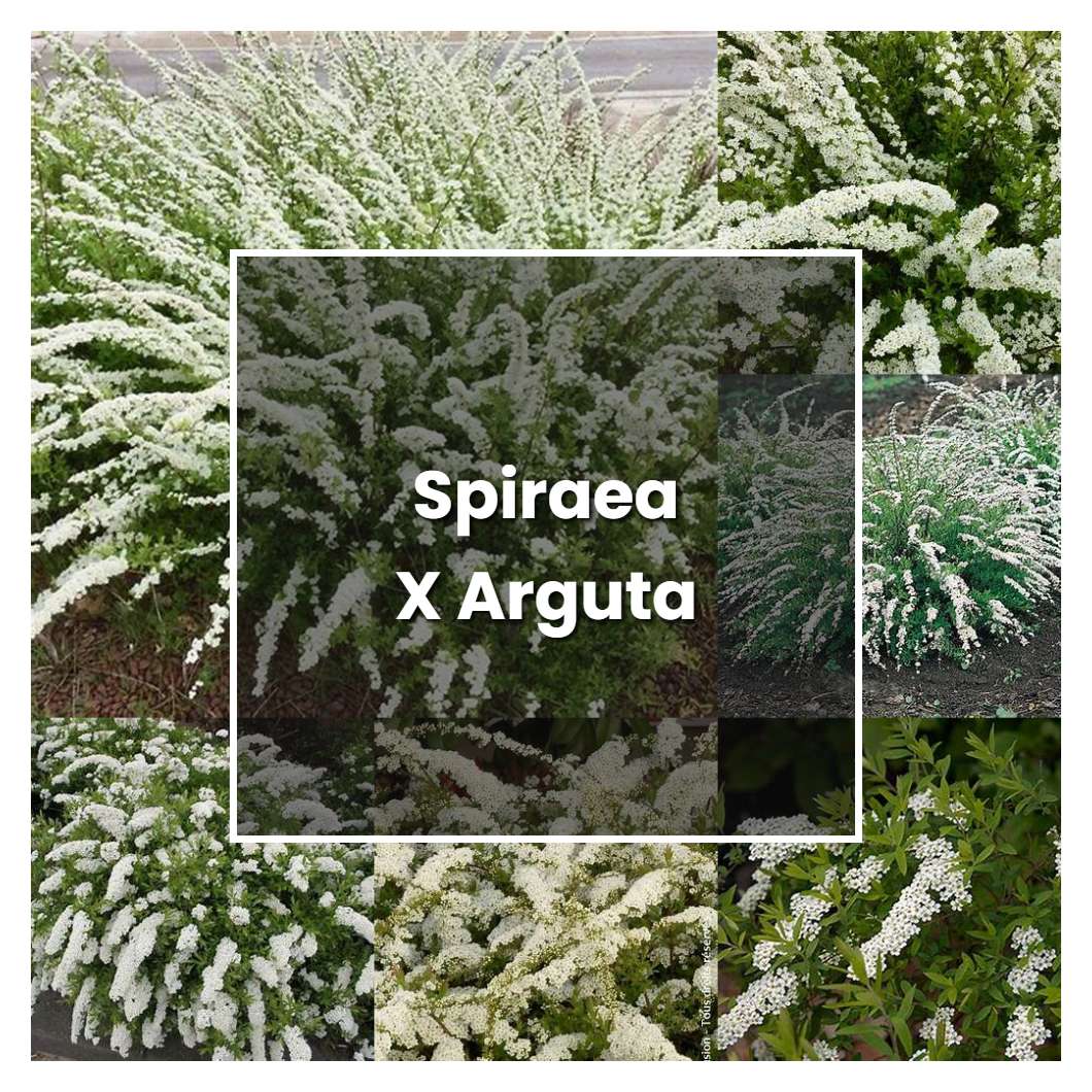 How to Grow Spiraea X Arguta - Plant Care & Tips