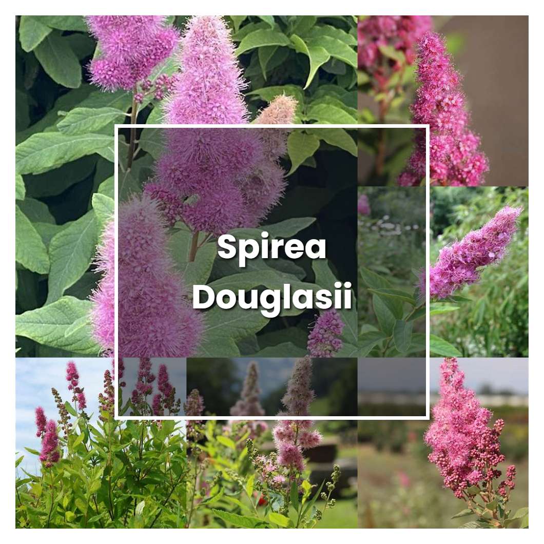 How to Grow Spirea Douglasii - Plant Care & Tips