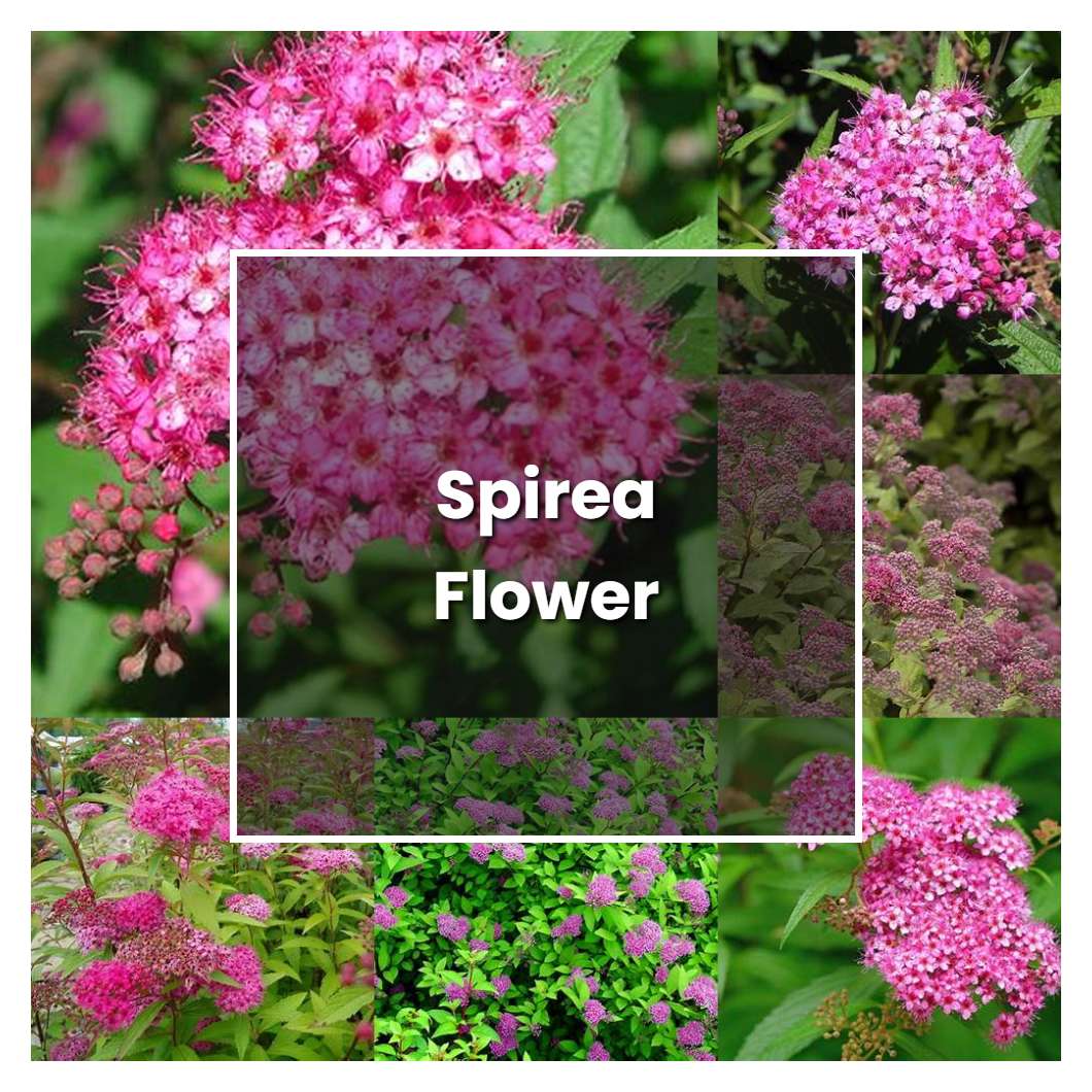 How to Grow Spirea Flower - Plant Care & Tips