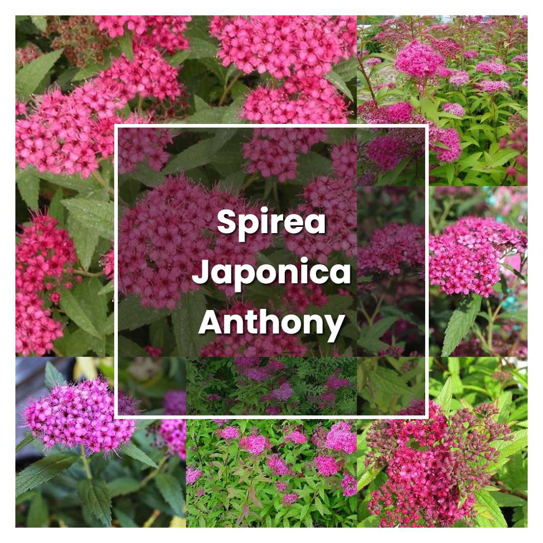 How to Grow Spirea Japonica Anthony Waterer - Plant Care & Tips