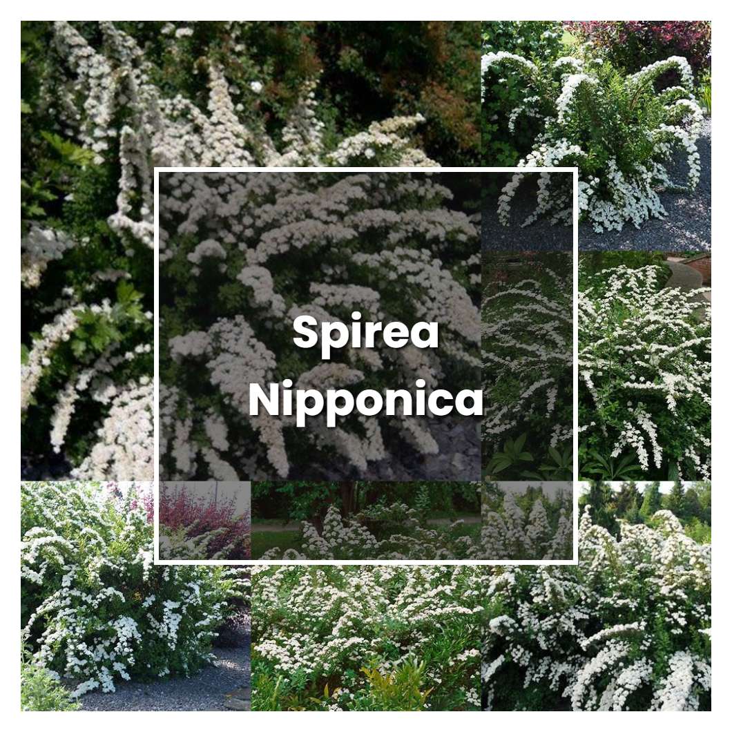 How to Grow Spirea Nipponica - Plant Care & Tips