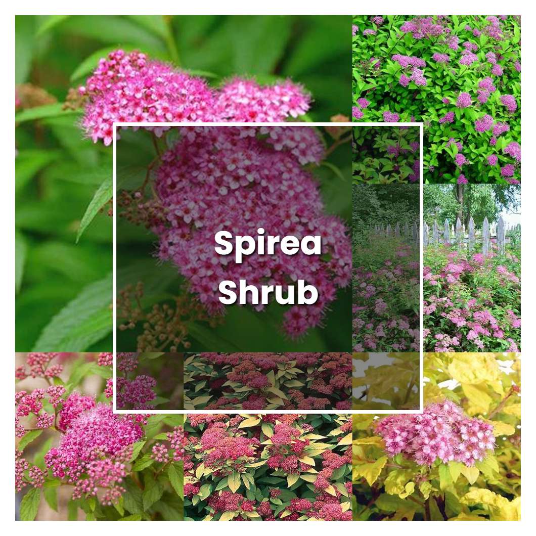 How to Grow Spirea Shrub - Plant Care & Tips