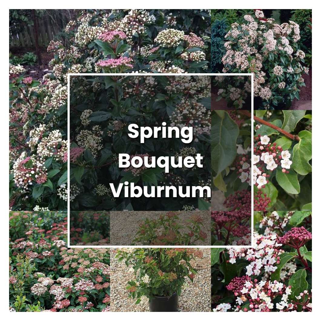 How to Grow Spring Bouquet Viburnum - Plant Care & Tips