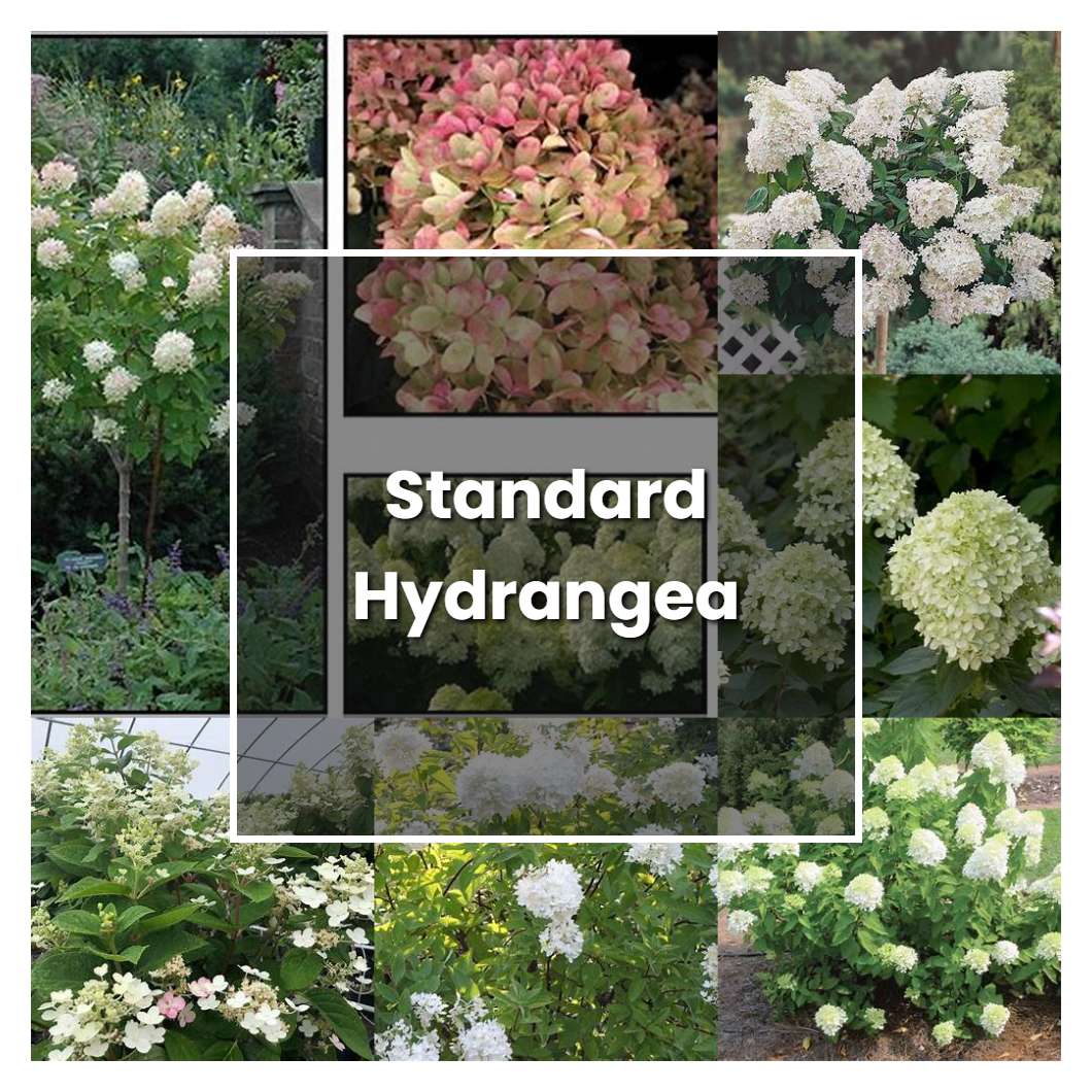 How to Grow Standard Hydrangea - Plant Care & Tips