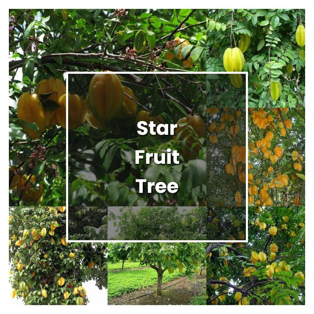 How to Grow Star Fruit Tree - Plant Care & Tips