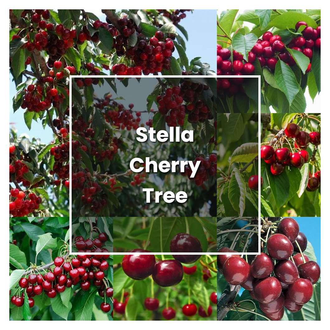 How to Grow Stella Cherry Tree - Plant Care & Tips