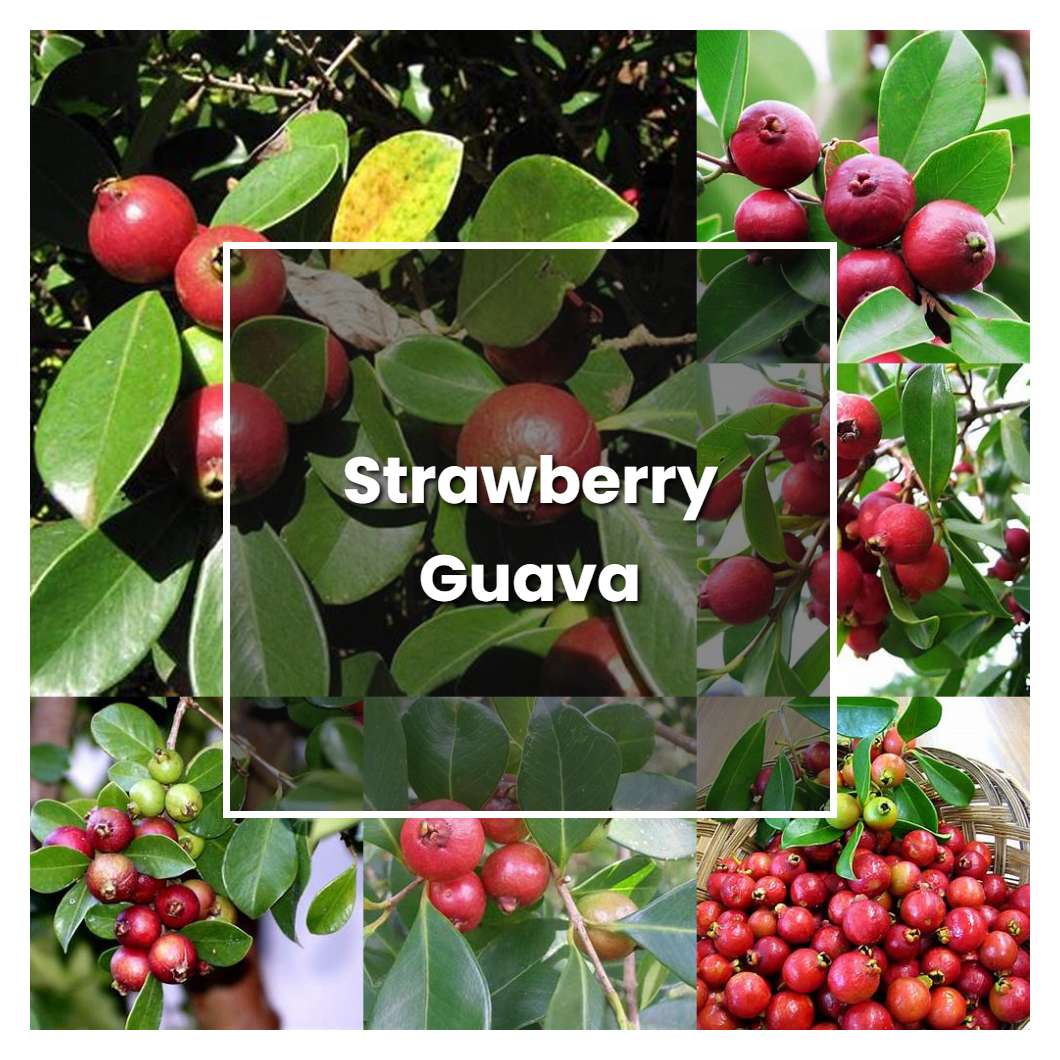 How to Grow Strawberry Guava - Plant Care & Tips