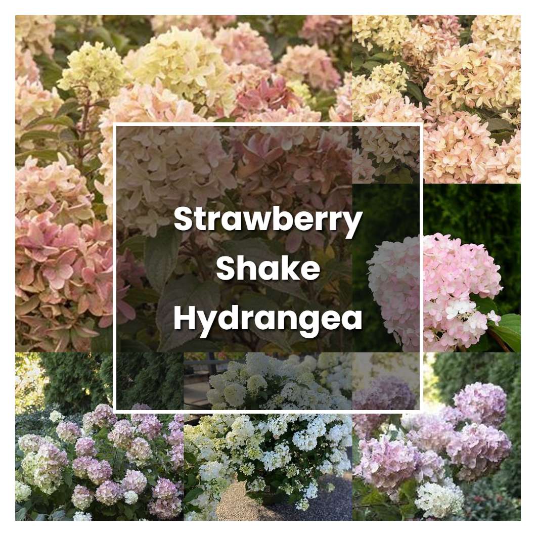 How to Grow Strawberry Shake Hydrangea - Plant Care & Tips