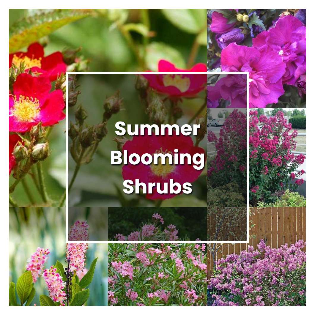How to Grow Summer Blooming Shrubs Plant Care & Tips NorwichGardener
