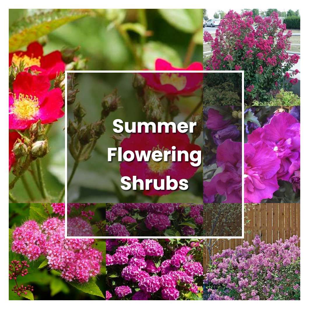 How to Grow Summer Flowering Shrubs - Plant Care & Tips
