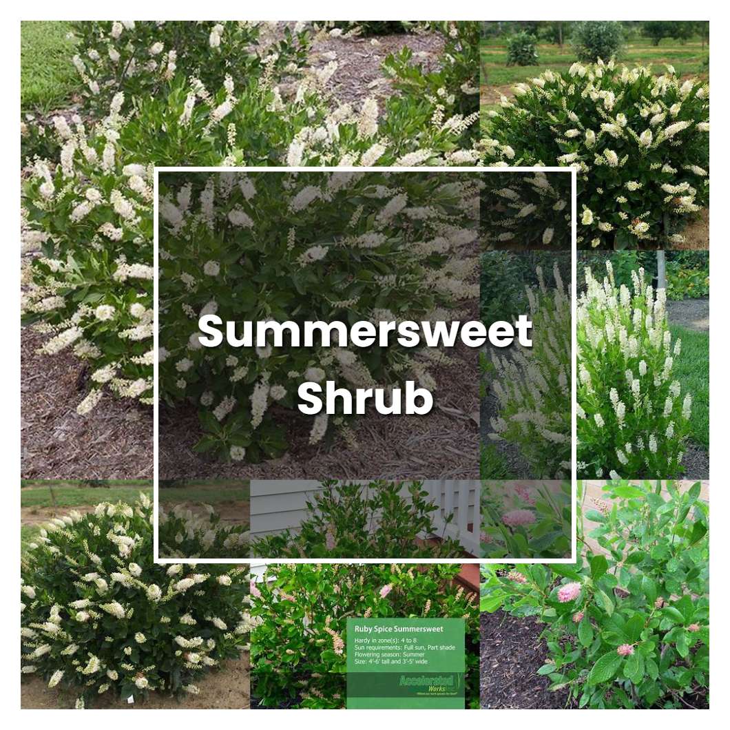 How to Grow Summersweet Shrub - Plant Care & Tips