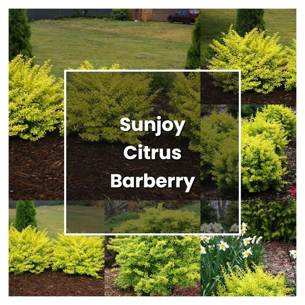How to Grow Sunjoy Citrus Barberry - Plant Care & Tips