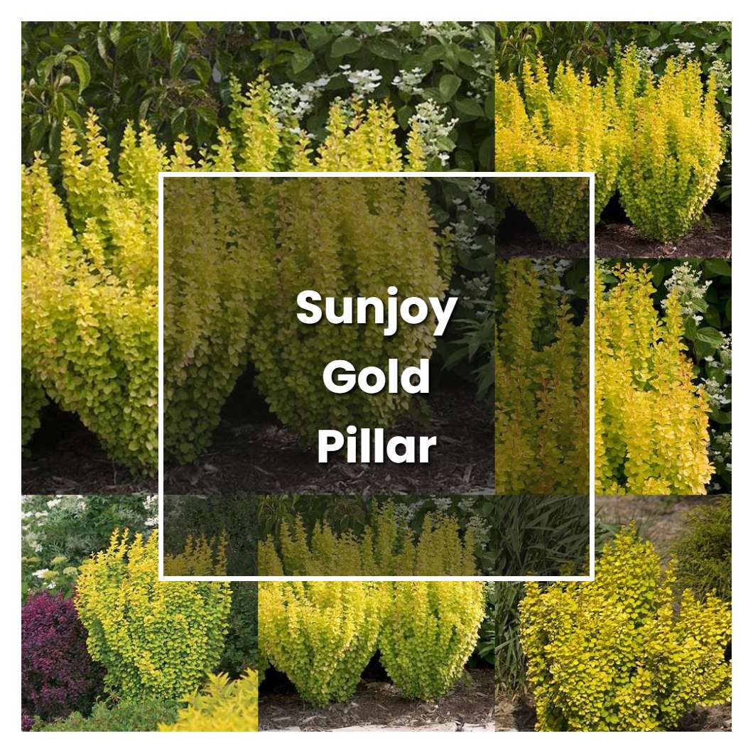 How to Grow Sunjoy Gold Pillar Barberry - Plant Care & Tips