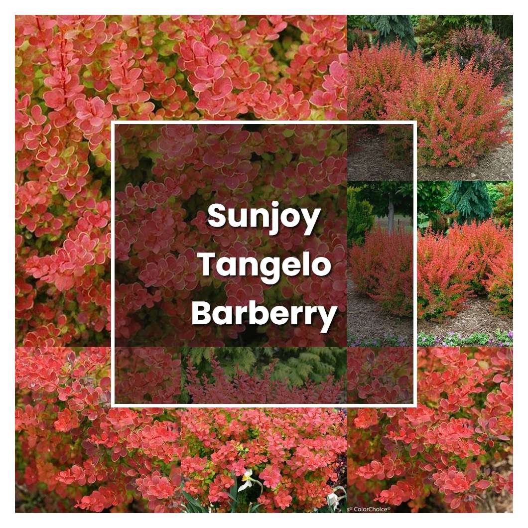 How to Grow Sunjoy Tangelo Barberry - Plant Care & Tips