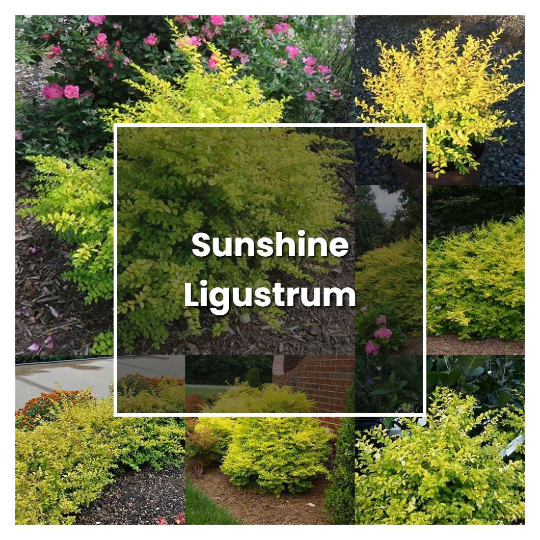 How to Grow Sunshine Ligustrum - Plant Care & Tips