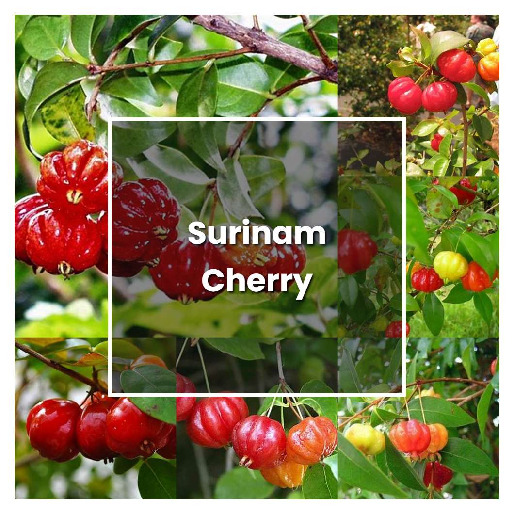 How To Grow Surinam Cherry Plant Care Tips NorwichGardener how-to-grow-surinam-cherry-plant-care-tips-norwichgardener
