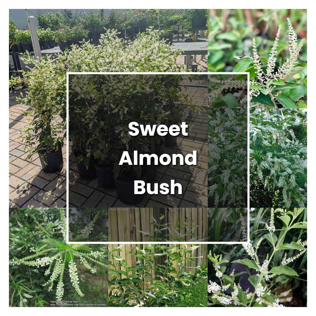 How to Grow Sweet Almond Bush - Plant Care & Tips