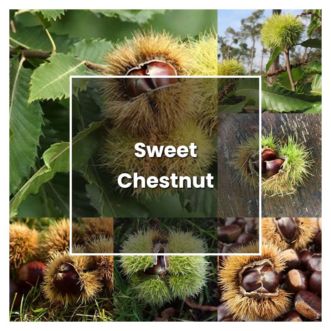 How to Grow Sweet Chestnut - Plant Care & Tips