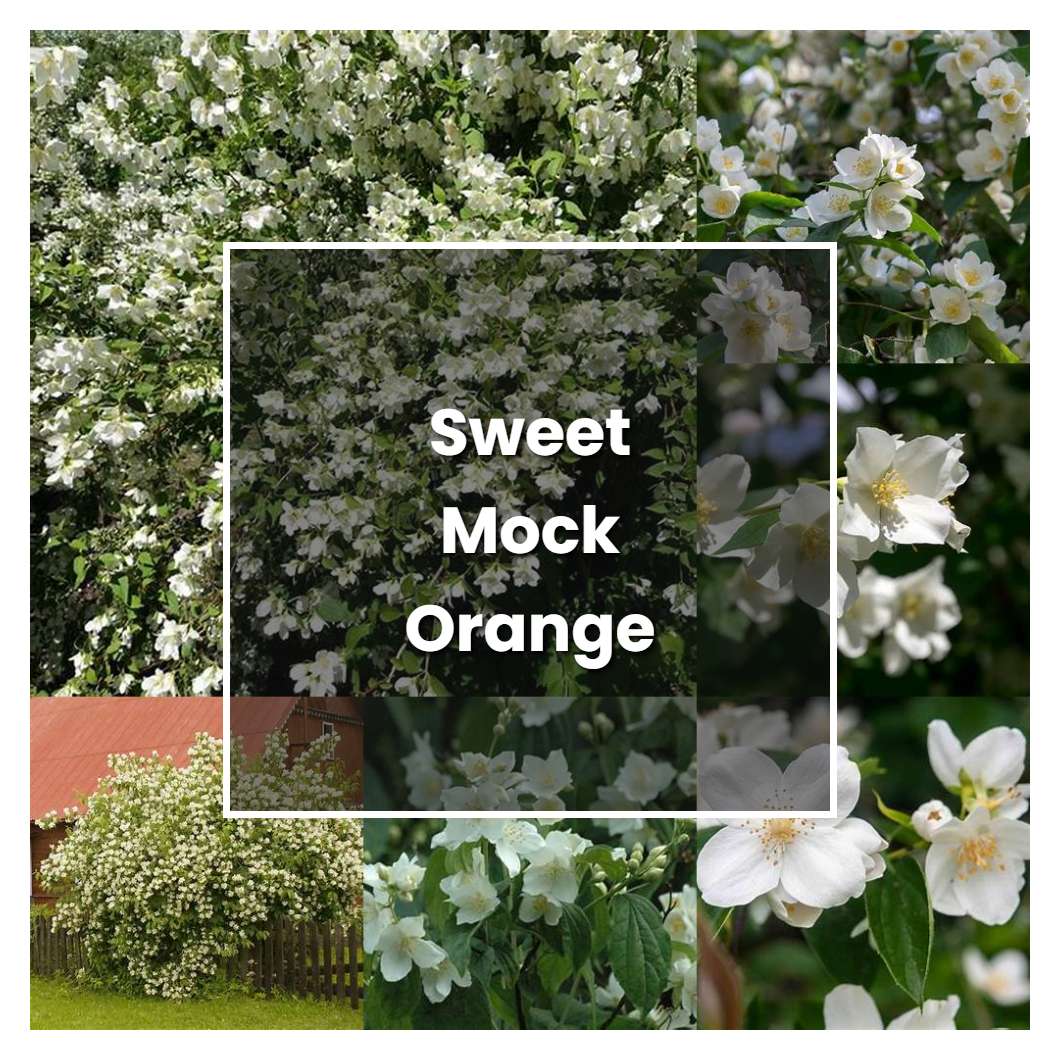 How to Grow Sweet Mock Orange - Plant Care & Tips