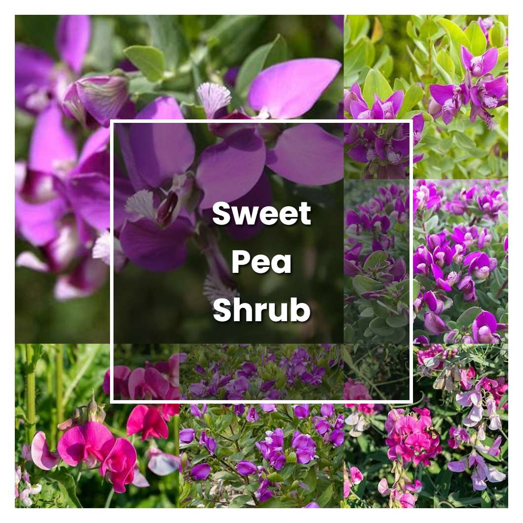 How to Grow Sweet Pea Shrub - Plant Care & Tips