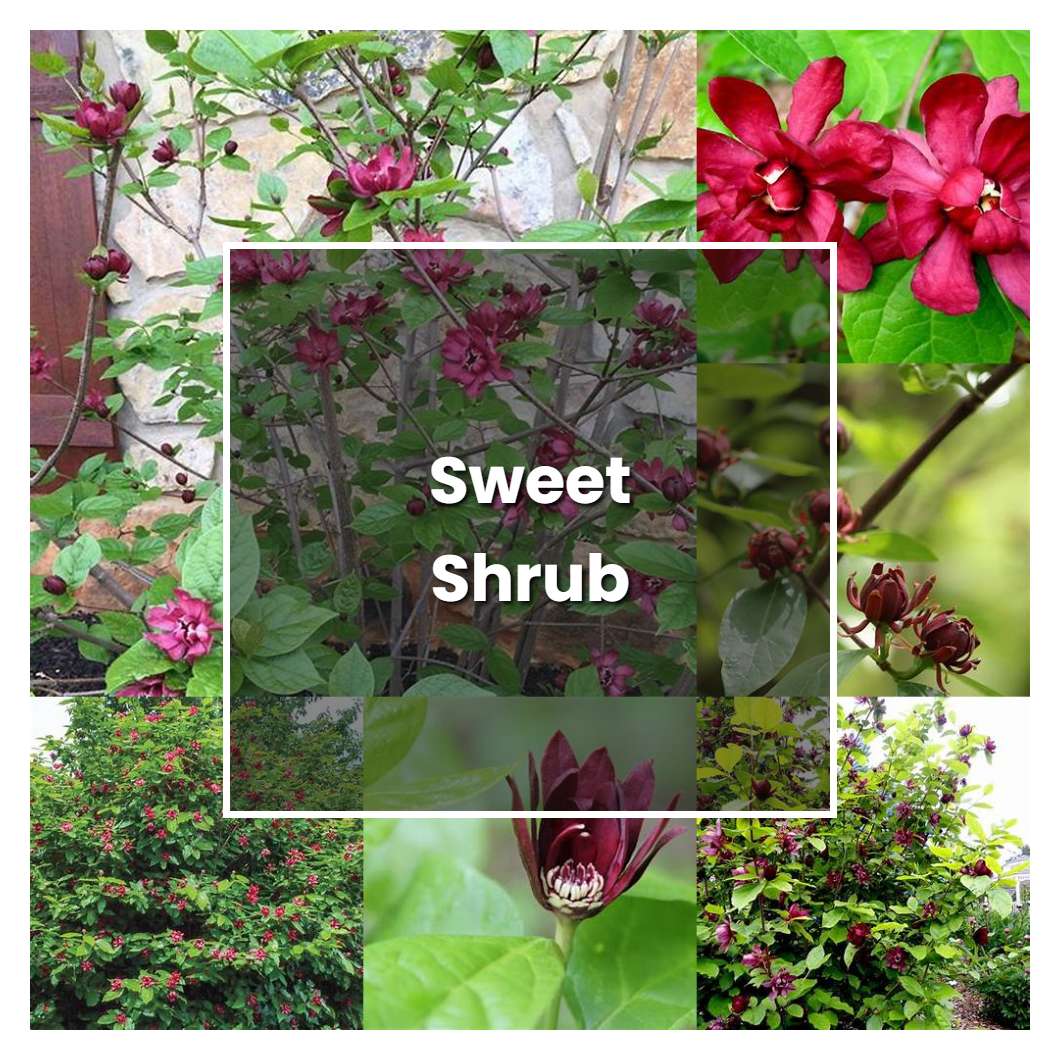 How to Grow Sweet Shrub - Plant Care & Tips