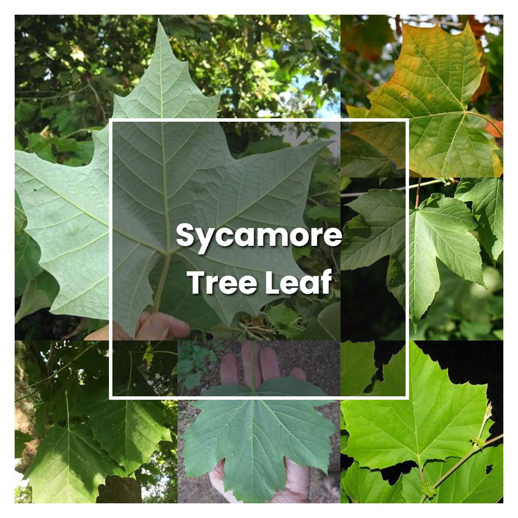 How to Grow Sycamore Tree Leaf - Plant Care & Tips