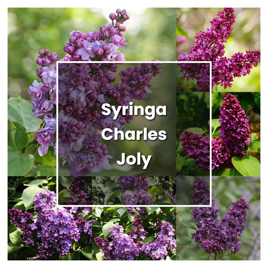 How to Grow Syringa Charles Joly - Plant Care & Tips