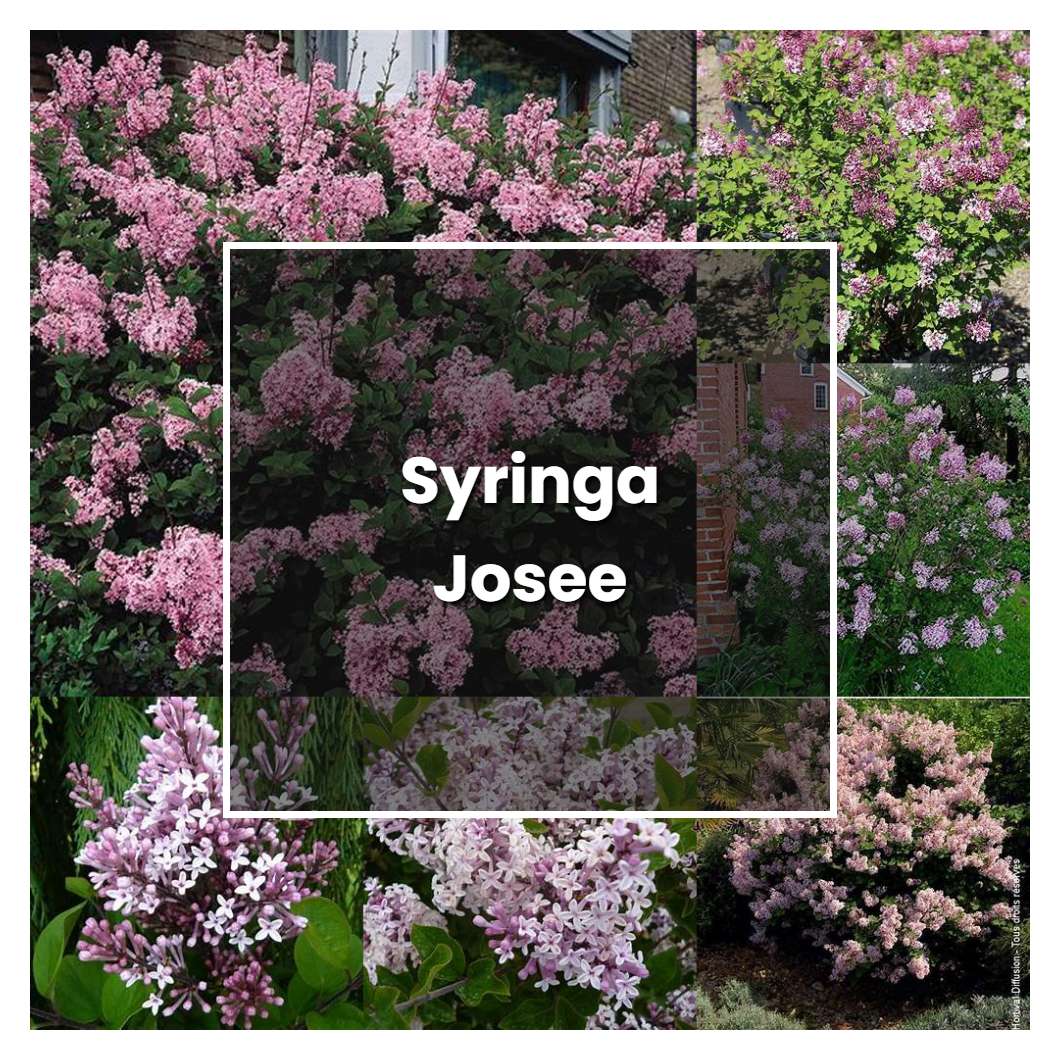 How to Grow Syringa Josee - Plant Care & Tips
