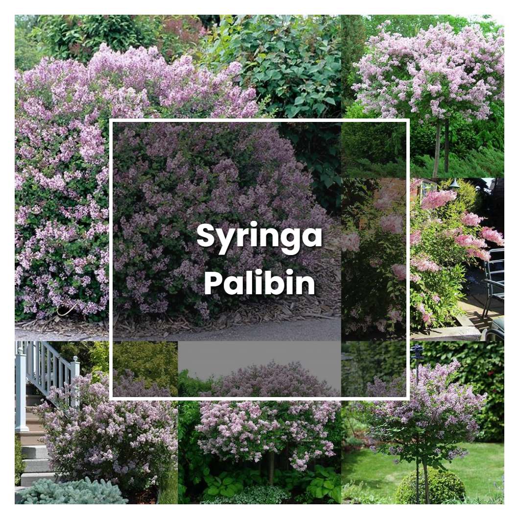 How to Grow Syringa Palibin - Plant Care & Tips