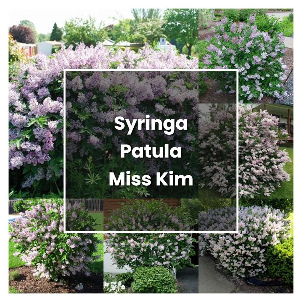 How to Grow Syringa Patula Miss Kim - Plant Care & Tips
