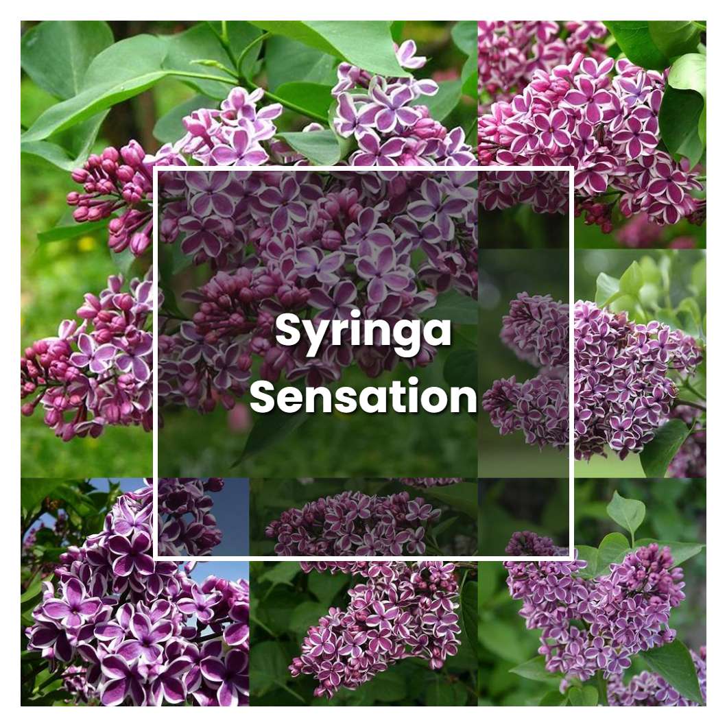 How to Grow Syringa Sensation - Plant Care &amp; Tips | NorwichGardener