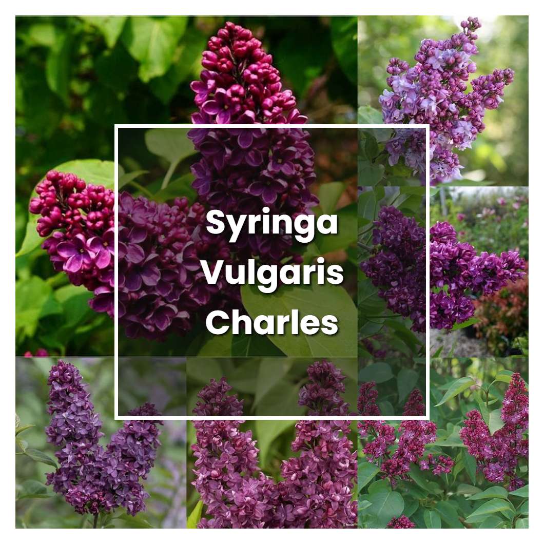 How to Grow Syringa Vulgaris Charles Joly - Plant Care & Tips