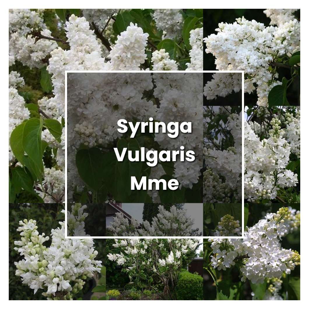 How to Grow Syringa Vulgaris Mme Lemoine - Plant Care & Tips