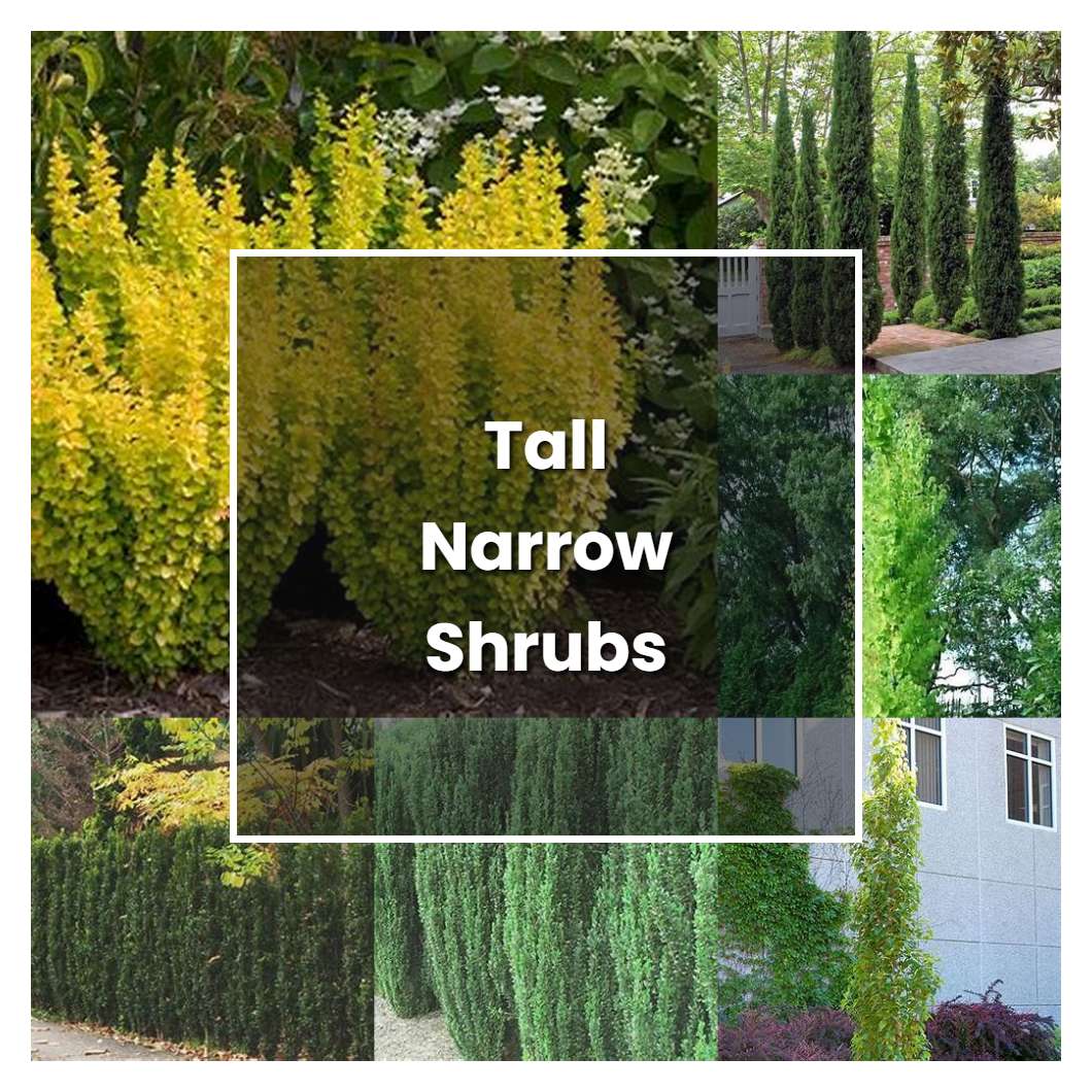 How to Grow Tall Narrow Shrubs - Plant Care & Tips