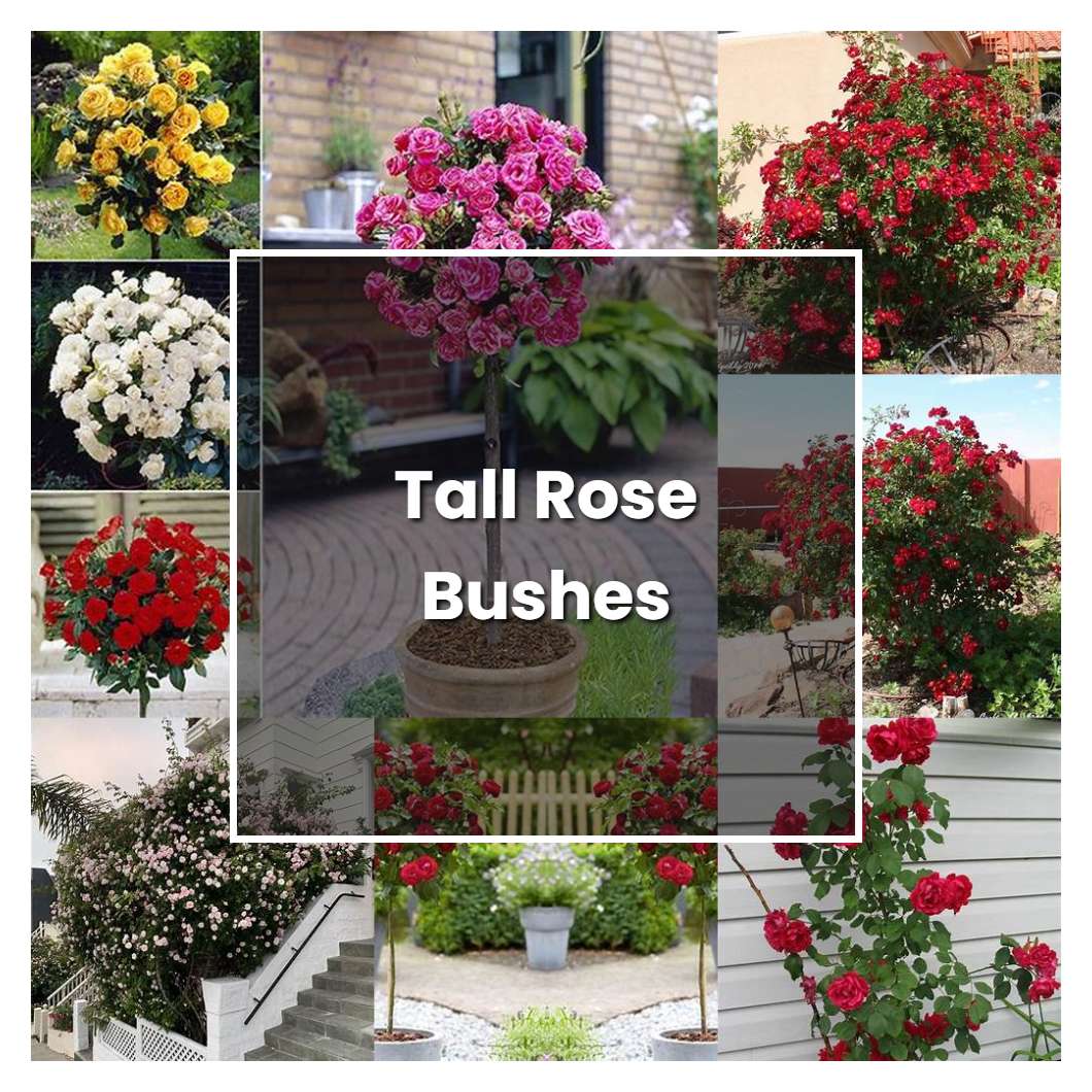 How to Grow Tall Rose Bushes - Plant Care & Tips